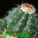 Melocactus salvadorensis 387