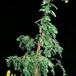 Metasequoia glyptostro boides 2636