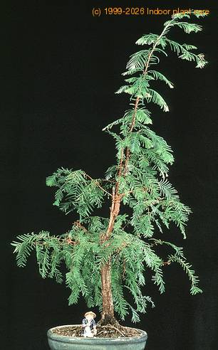 Metasequoia glyptostroboides 2636