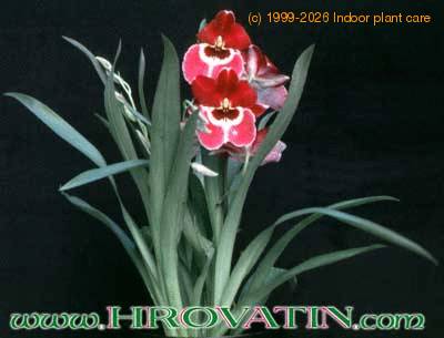 Miltonia peach blossom 1778