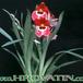 Miltonia peach blossom 1778