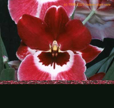 Miltonia peach blossom flower 1779