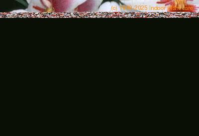 Miltonia roezlii flower 1781