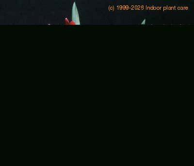 Miltonia species 1782