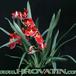 Miltonia species 1782