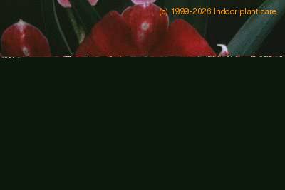 Miltonia species flower 1783