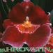 Miltonia species flower 1783