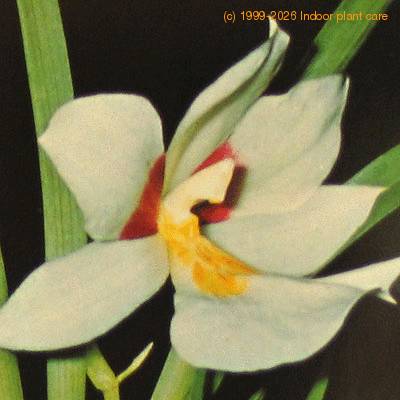 Miltoniopsis species miltoniopsis sp k