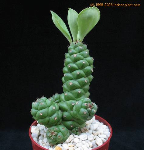 Monadenium  richiei