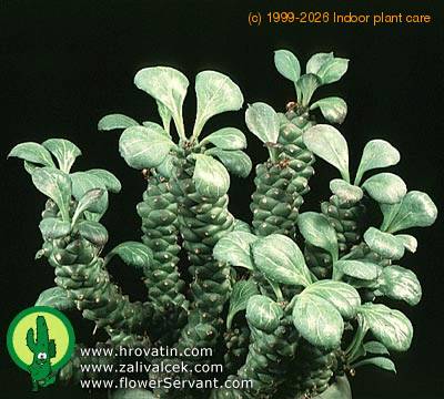 Monadenium ritchei add1 1332