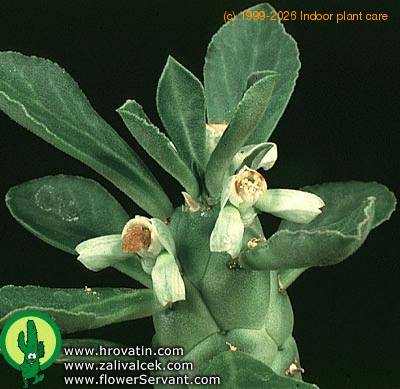 Monadenium ritchei flower 1334