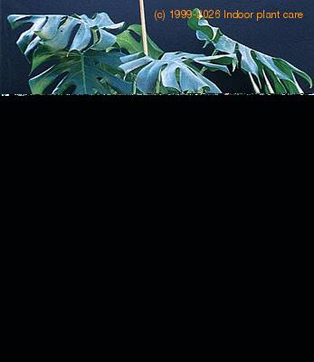 Monstera deliciosa 1938