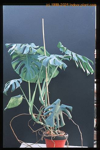 Monstera deliciosa 1938