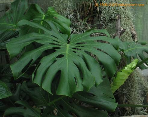 Monstera deliciosa 2