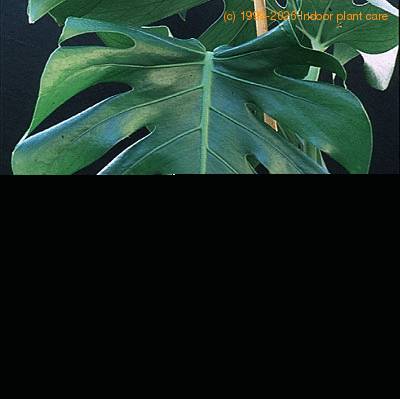 Monstera deliciosa flower 1939