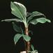 Musa cavendishii 1915