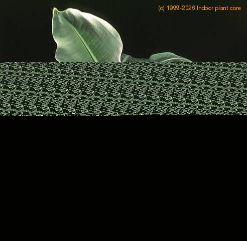 Musa cavendishii 1915