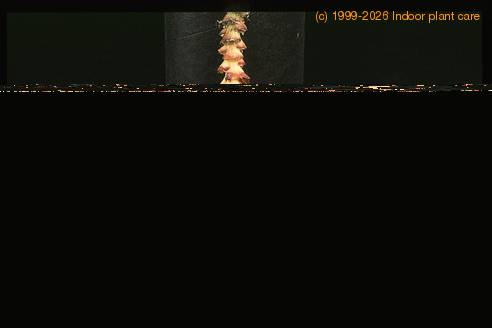 Musa cavendishii 1916