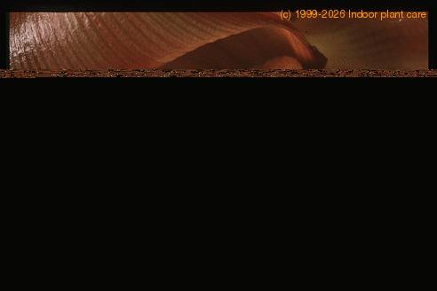 Musa cavendishii 1918