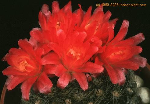 Neoporteria gerocephala