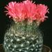 Neoporteria gerocephala
