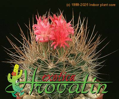 Neoporteria nidus v multicolor 451