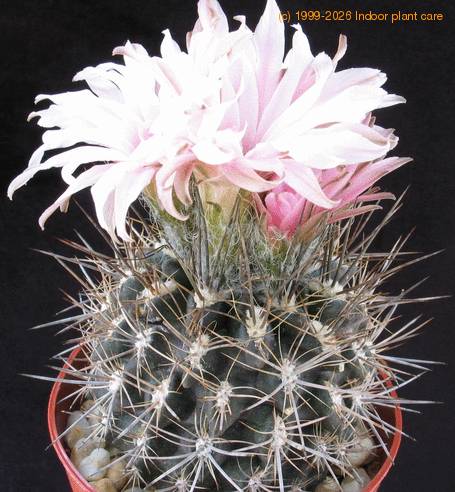 Neoporteria setosiflora SIb