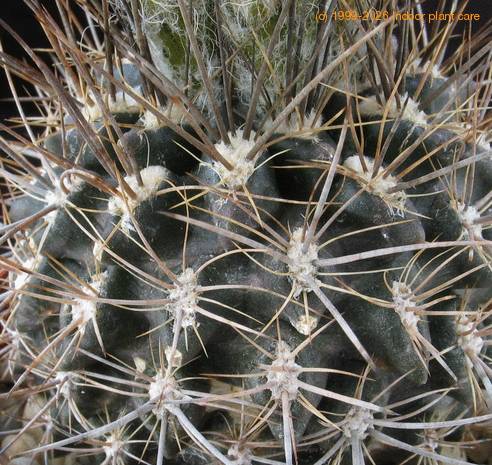 Neoporteria setosiflora SIt