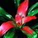 Neoregelia carolina SIb