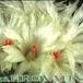 Notocactus apricus flower 242