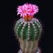 Notocactus horstii purpureus SIb