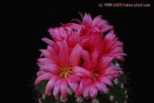 Notocactus horstii purpureus SIf