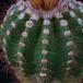 Notocactus horstii purpureus SIt
