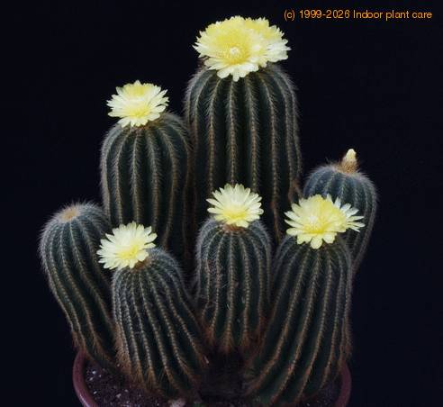 Notocactus magnificus SIb 2