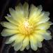 Notocactus magnificus SIf