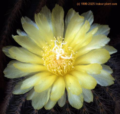 Notocactus magnificus SIf