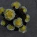 Notocactus magnificus SIf1