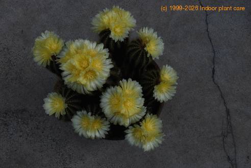 Notocactus magnificus SIf1