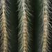 Notocactus magnificus SIt 2
