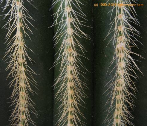 Notocactus magnificus SIt 2