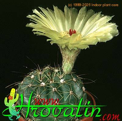 Notocactus ottonis 433