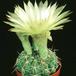 Notocactus ottonis v linkii 185