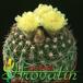 Notocactus ottonis v nigrispinus 448