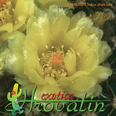 Notocactus ottonis v nigrispinus flower 449