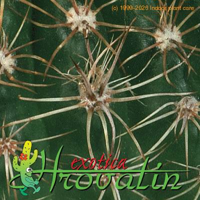 Notocactus ottonis v nigrispinus thorn 450