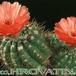 Notocactus ottonis v vencluianus 289