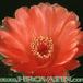 Notocactus ottonis v vencluianus flower 290