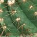 Notocactus ottonis v vencluianus thorn 291