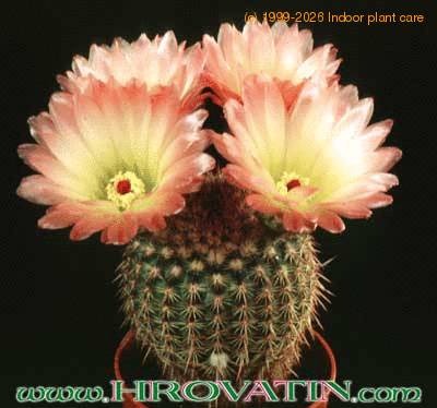 Notocactus rutilans 220