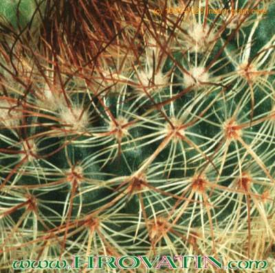 Notocactus schlosseri thorn 181